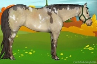 Horse Color:White Spotted Liver Red Dun 