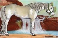 Horse Color:Liver Red Dun Sabino Splash 
