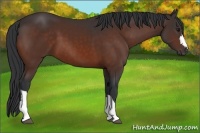 Horse Color:Brown 