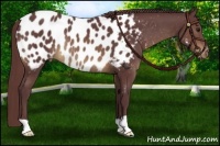 Horse Color:Chocolate Buckskin Blanket Rabicano 
