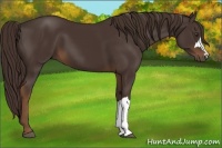 Horse Color:Liver Chestnut 