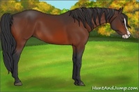 Horse Color:Bay Splash Frame