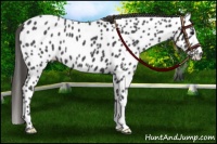 Horse Color:Smoky Black Appaloosa 