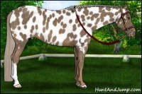 Horse Color:Chocolate Palomino Appaloosa