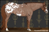 Horse Color:Red Roan Frame Appaloosa