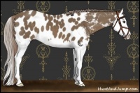 Horse Color:Chocolate Palomino Splash Near Leopard 