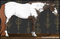 Horse Color:Liver Chestnut Frame Appaloosa
