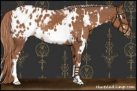 Horse Color:White Spotted Chestnut Appaloosa 