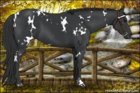 Horse Color:White Spotted Black 
