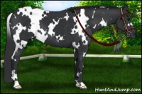 Horse Color:White Spotted Black 