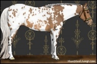 Horse Color:White Spotted Silver Brown Appaloosa 