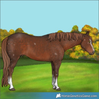 Horse Color:White Spotted Liver Chestnut 