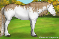 Horse Color:Red Dun Splash and Gray Red Dun Splash