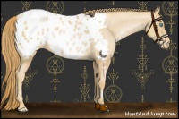 Horse Color:Gold Champagne Pearl Appaloosa 
