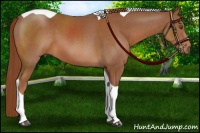 Horse Color:Chestnut Tobiano 