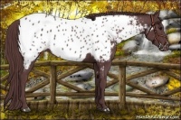 Horse Color:Chocolate Black Near Leopard 