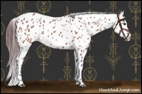 Horse Color:Chocolate Brown Appaloosa 