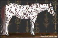 Horse Color:Chocolate Black Sabino Splash Near Leopard