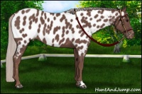 Horse Color:Chocolate Silver Black Appaloosa 
