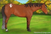 Horse Color:Bay Sabino Appaloosa 