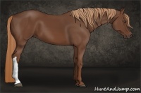 Horse Color:Chestnut 