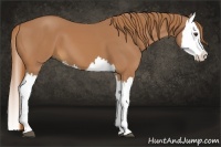 Horse Color:Chestnut Splash 