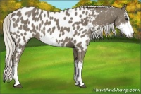 Horse Color:Silver Smoky Black Sabino Near Leopard 