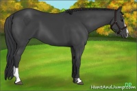 Horse Color:Black Sabino 