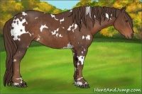 Horse Color:White Spotted Liver Chestnut Rabicano