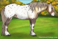Horse Color:Chocolate Palomino Onyx Appaloosa 