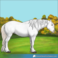 Horse Color:Chocolate Palomino Onyx Appaloosa 