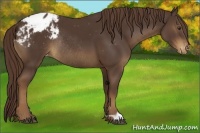 Horse Color:Liver Chestnut Varnish Rabicano 