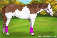 Horse Color:Chestnut Splash 
