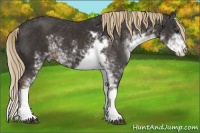 Horse Color:Liver Chestnut Sabino