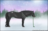 Horse Color:Black Sabino Appaloosa Rabicano