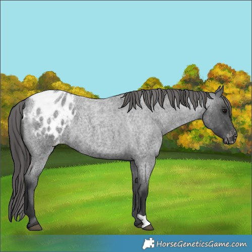Horse Color:Blue Roan Appaloosa