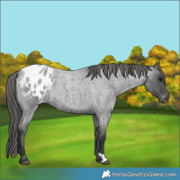 Horse Color:Blue Roan Appaloosa 