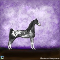Horse Color:Black Sabino Appaloosa Rabicano