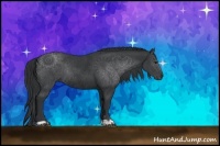 Horse Color:Black Rabicano 