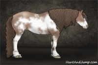 Horse Color:White Spotted Black Pearl Frame Rabicano 