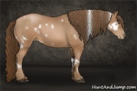 Horse Color:White Spotted Brown Pearl Rabicano 
