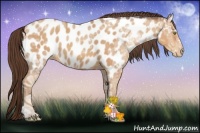 Horse Color:Amber Champagne Ice Sabino Near Leopard Rabicano 