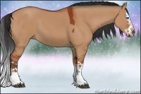 Horse Color:Bay Dun Sabino Splash