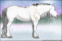 Horse Color:Bay Dun Sabino Splash