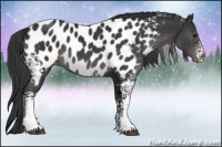 Horse Color:White Spotted Black Appaloosa 
