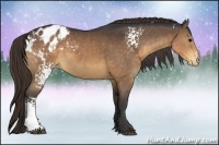 Horse Color:White Spotted Buckskin Appaloosa