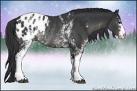 Horse Color:White Spotted Black Blanket Rabicano