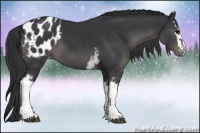 Horse Color:White Spotted Black Blanket 