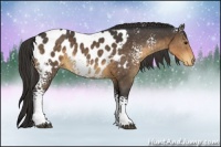 Horse Color:White Spotted Buckskin Appaloosa 