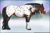 Horse Color:Brown Near Leopard 